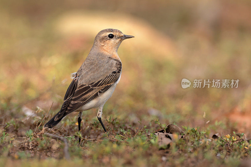 画眉鸟:成年北方麦穗或麦穗(Oenanthe Oenanthe)。